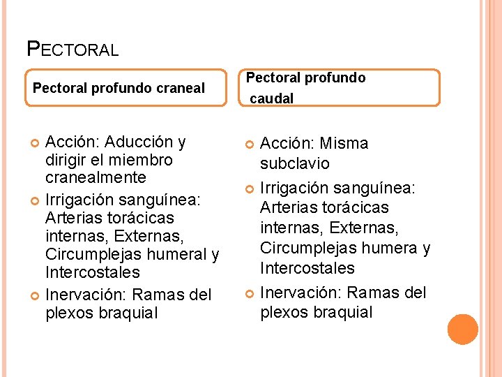PECTORAL Pectoral profundo craneal Acción: Aducción y dirigir el miembro cranealmente Irrigación sanguínea: Arterias