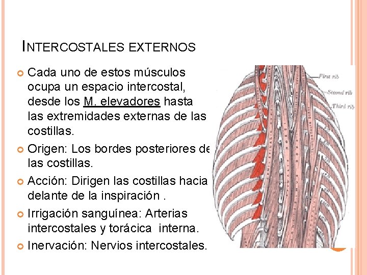 INTERCOSTALES EXTERNOS Cada uno de estos músculos ocupa un espacio intercostal, desde los M.