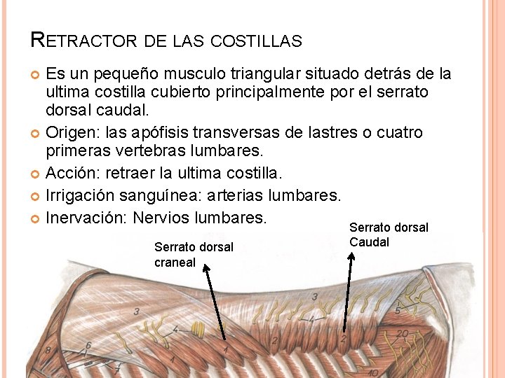 RETRACTOR DE LAS COSTILLAS Es un pequeño musculo triangular situado detrás de la ultima