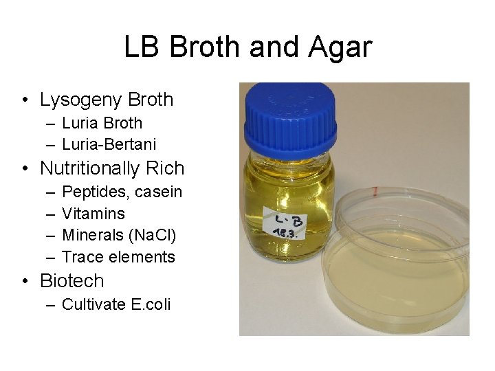 LB Broth and Agar • Lysogeny Broth – Luria-Bertani • Nutritionally Rich – –