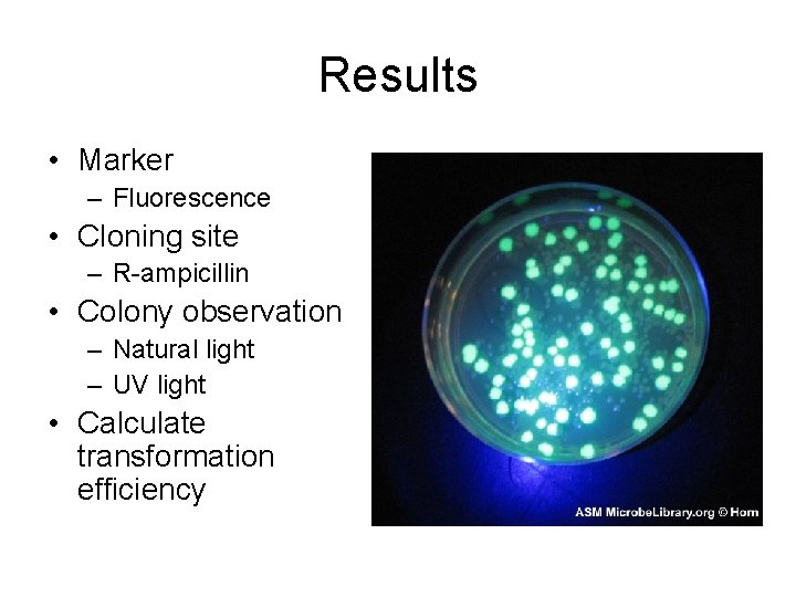 Results • Marker – Fluorescence • Cloning site – R-ampicillin • Colony observation –