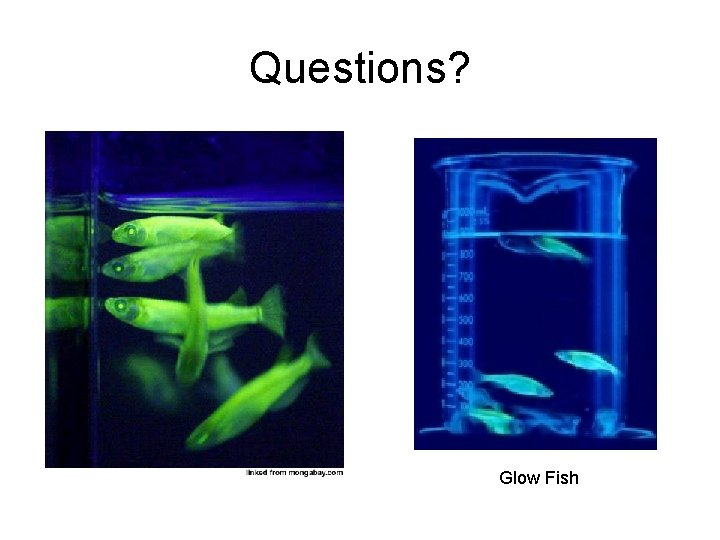 Questions? Glow Fish 