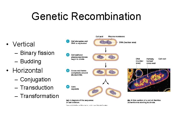 Genetic Recombination • Vertical – Binary fission – Budding • Horizontal – Conjugation –