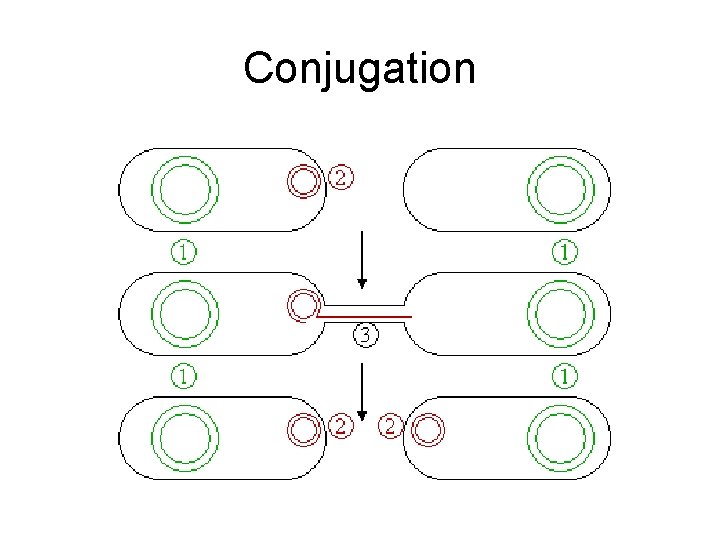 Conjugation 