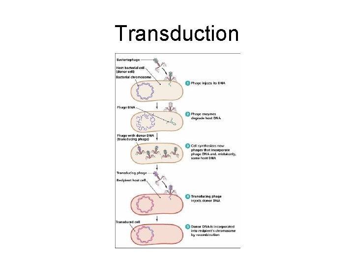 Transduction 