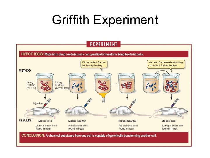 Griffith Experiment 