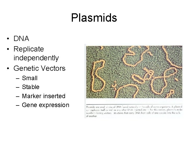 Plasmids • DNA • Replicate independently • Genetic Vectors – – Small Stable Marker