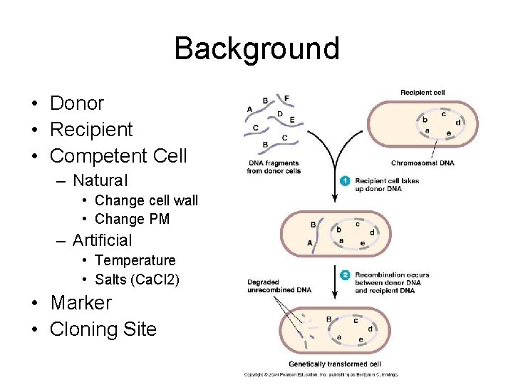 Background • Donor • Recipient • Competent Cell – Natural • Change cell wall