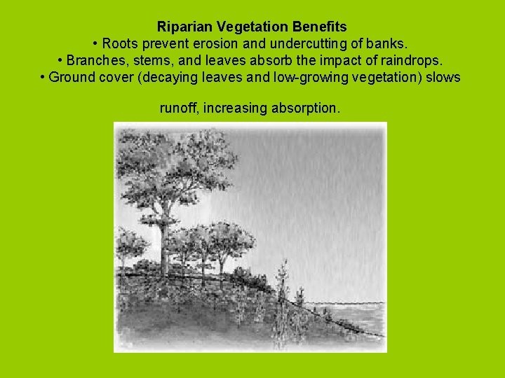 Riparian Vegetation Benefits • Roots prevent erosion and undercutting of banks. • Branches, stems,