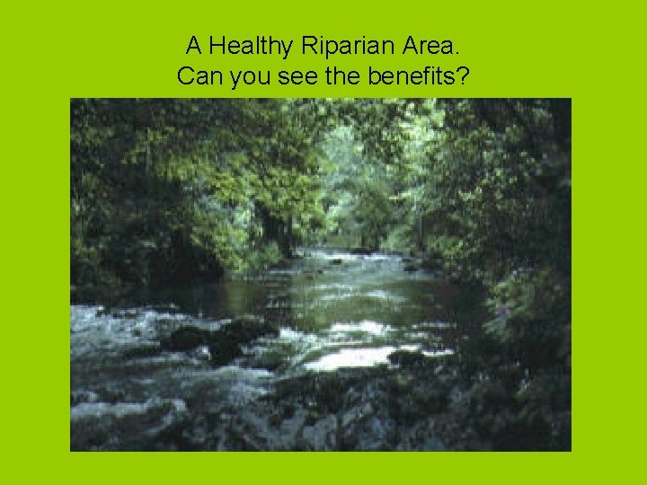 A Healthy Riparian Area. Can you see the benefits? 