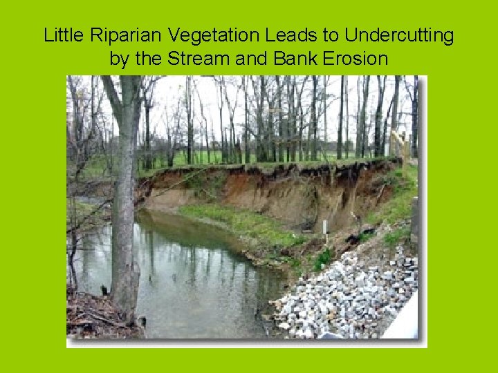 Little Riparian Vegetation Leads to Undercutting by the Stream and Bank Erosion 