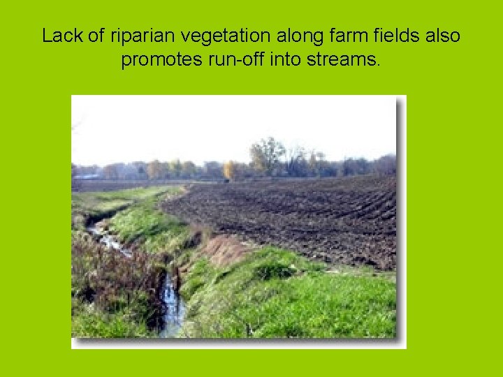 Lack of riparian vegetation along farm fields also promotes run-off into streams. 