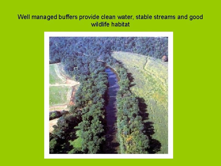 Well managed buffers provide clean water, stable streams and good wildlife habitat 