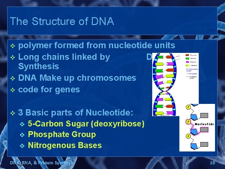 The Structure of DNA polymer formed from nucleotide units v Long chains linked by