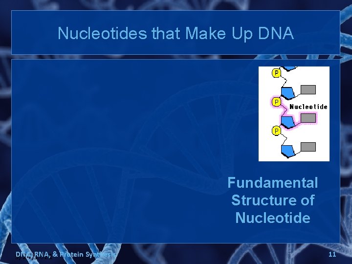 Nucleotides that Make Up DNA Fundamental Structure of Nucleotide DNA, RNA, & Protein Synthesis