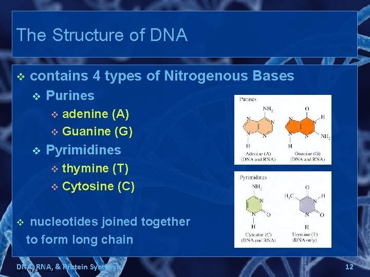 The Structure of DNA v contains 4 types of Nitrogenous Bases v Purines adenine