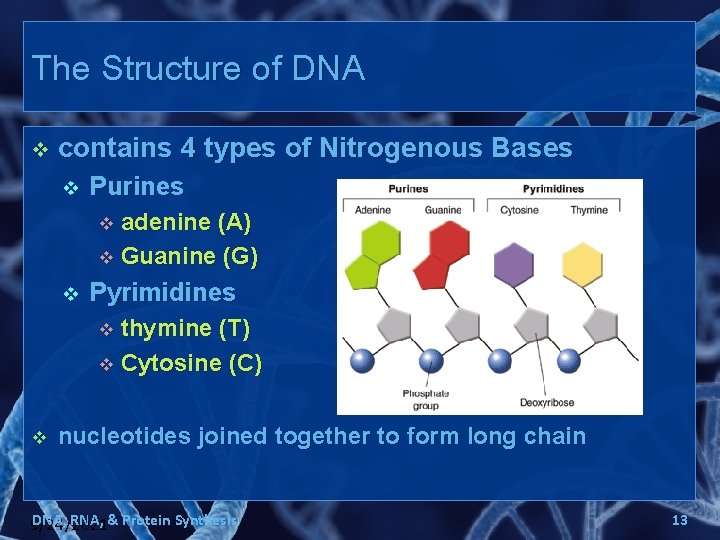 The Structure of DNA v contains 4 types of Nitrogenous Bases v Purines adenine