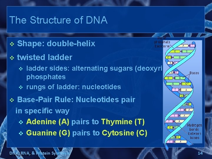 The Structure of DNA v Shape: double-helix v twisted ladder v v v ladder