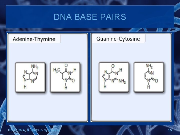 DNA BASE PAIRS DNA, RNA, & Protein Synthesis 9/24/2021 15 