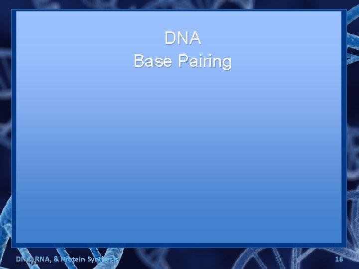 DNA Base Pairing DNA, RNA, & Protein Synthesis 9/24/2021 16 