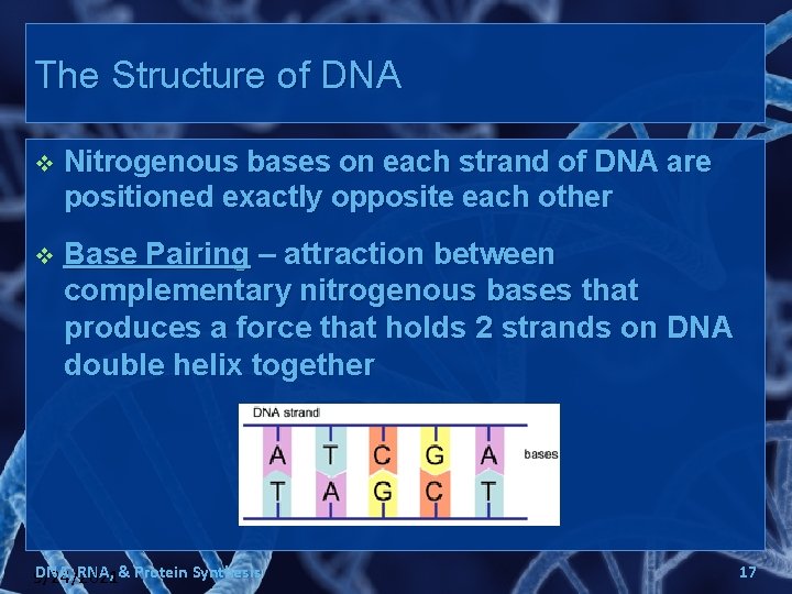 The Structure of DNA v Nitrogenous bases on each strand of DNA are positioned