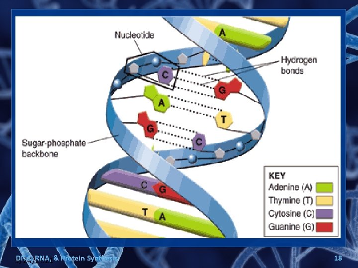 DNA, RNA, & Protein Synthesis 9/24/2021 18 