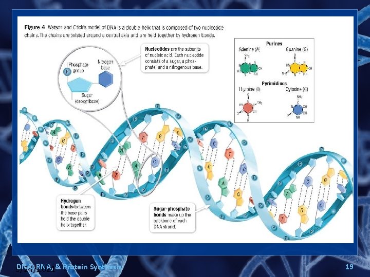 DNA, RNA, & Protein Synthesis 9/24/2021 19 