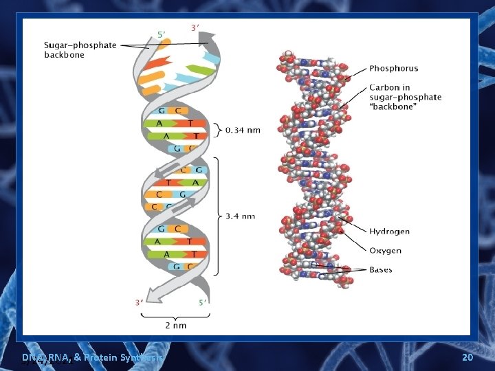 DNA, RNA, & Protein Synthesis 9/24/2021 20 