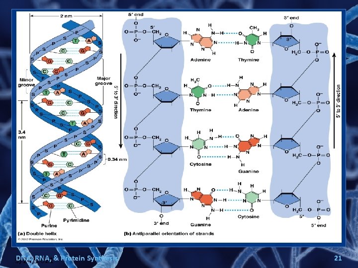 DNA, RNA, & Protein Synthesis 9/24/2021 21 