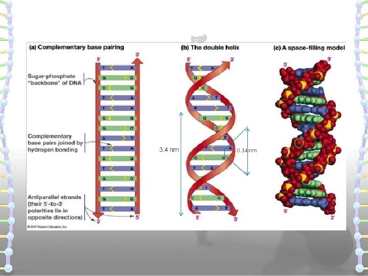 DNA, RNA, & Protein Synthesis 9/24/2021 22 