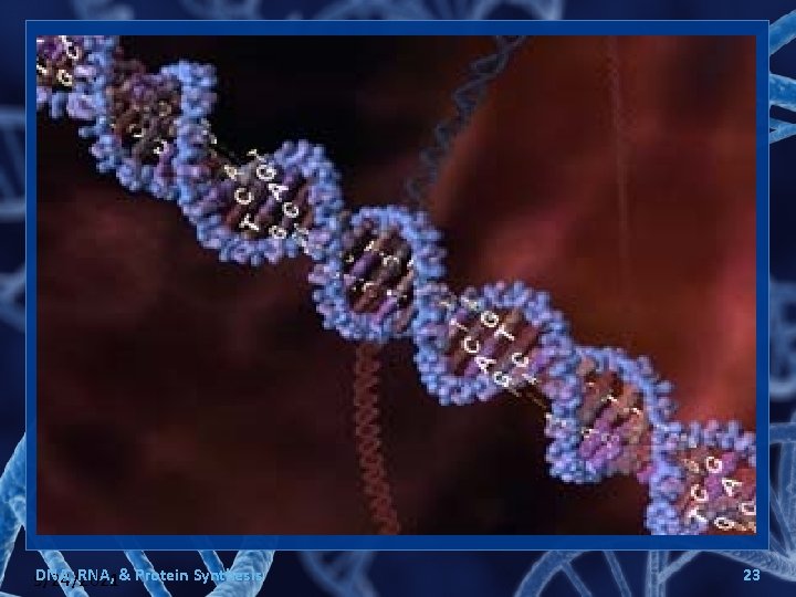 DNA, RNA, & Protein Synthesis 9/24/2021 23 