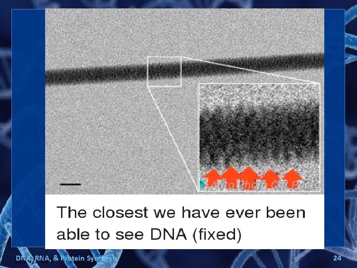 DNA, RNA, & Protein Synthesis 9/24/2021 24 