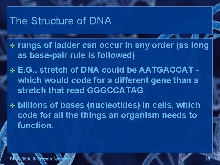The Structure of DNA v rungs of ladder can occur in any order (as