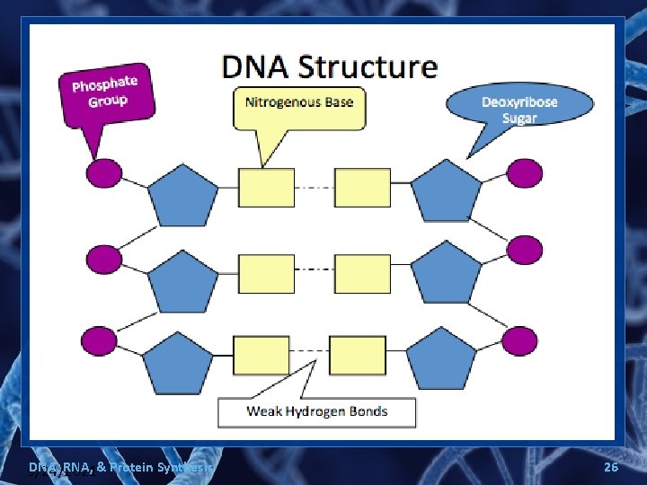 DNA, RNA, & Protein Synthesis 9/24/2021 26 