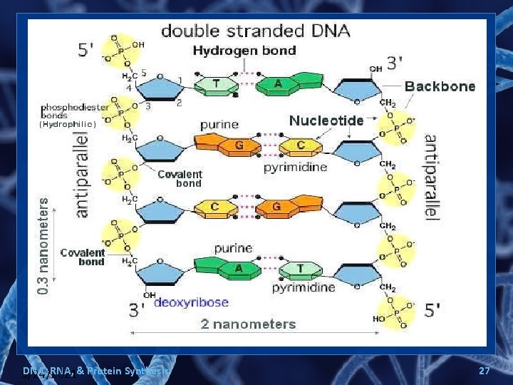 DNA, RNA, & Protein Synthesis 9/24/2021 27 