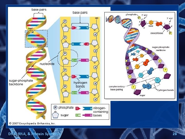 DNA, RNA, & Protein Synthesis 9/24/2021 28 