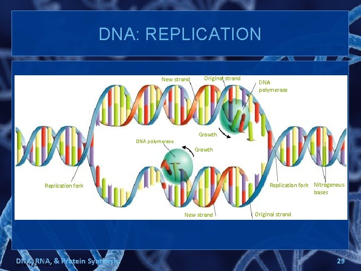 DNA: REPLICATION New strand DNA polymerase Original strand DNA polymerase Growth Replication fork Nitrogenous