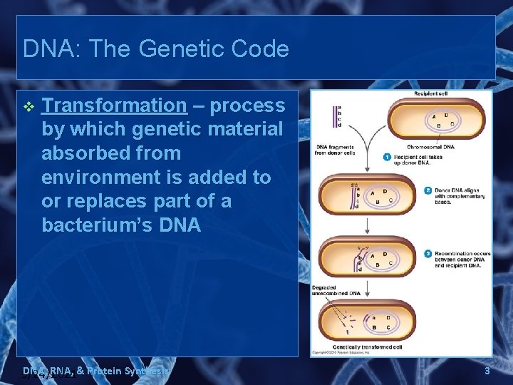 DNA RNA The Code blueprint of Life