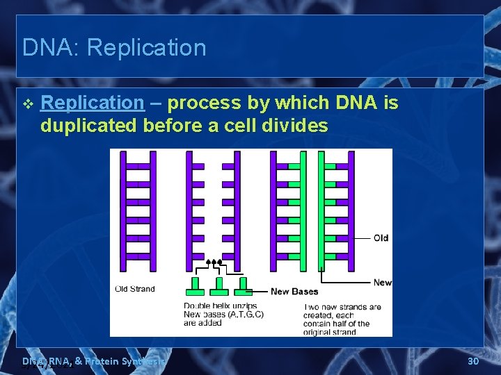 DNA: Replication v Replication – process by which DNA is duplicated before a cell