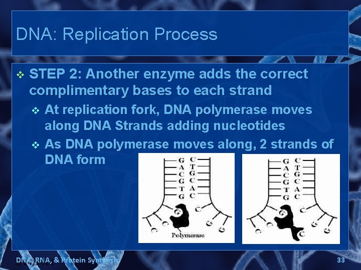 DNA: Replication Process v STEP 2: Another enzyme adds the correct complimentary bases to