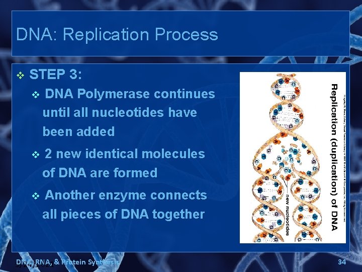 DNA: Replication Process v STEP 3: v DNA Polymerase continues until all nucleotides have