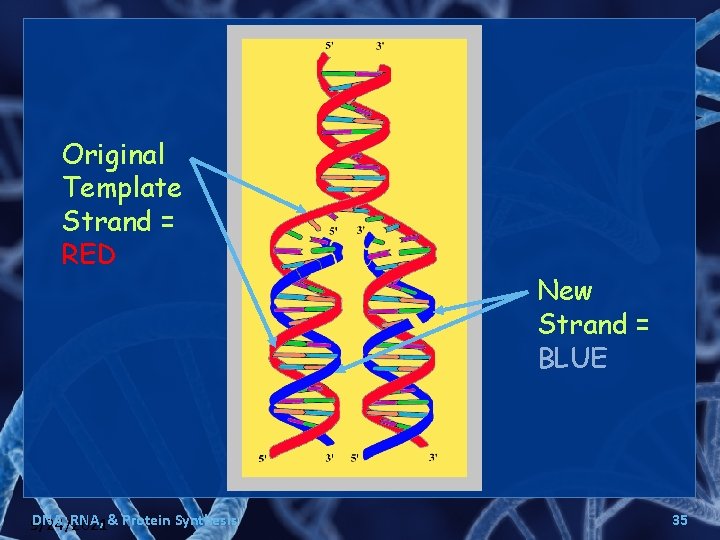 Original Template Strand = RED DNA, RNA, & Protein Synthesis 9/24/2021 New Strand =