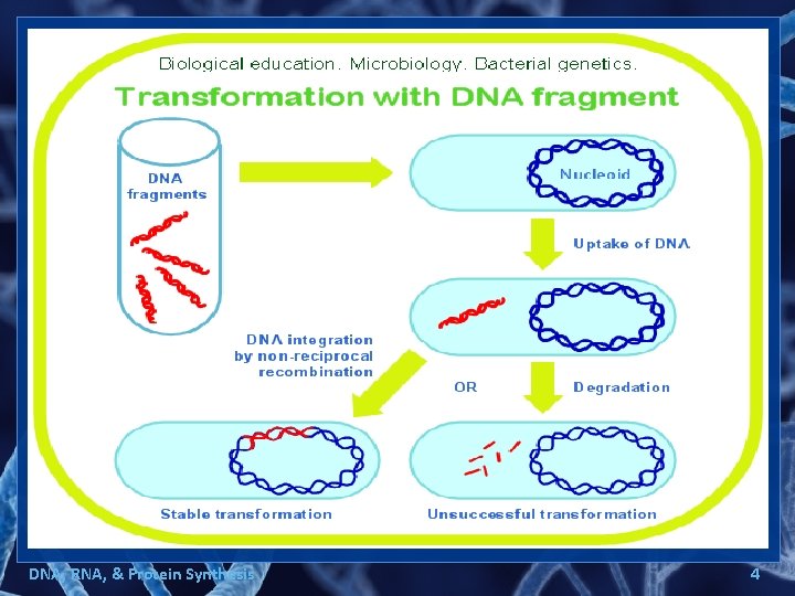 DNA, RNA, & Protein Synthesis 4 