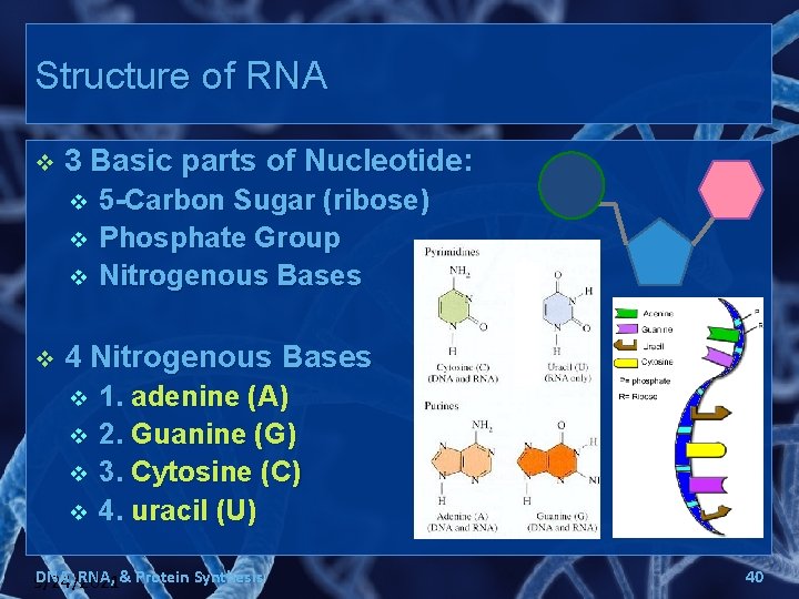 Structure of RNA v 3 Basic parts of Nucleotide: v v 5 -Carbon Sugar