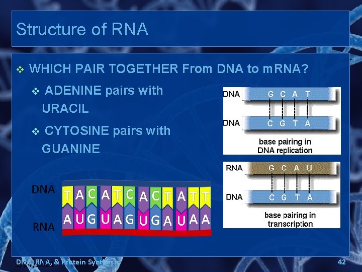 Structure of RNA v WHICH PAIR TOGETHER From DNA to m. RNA? v ADENINE