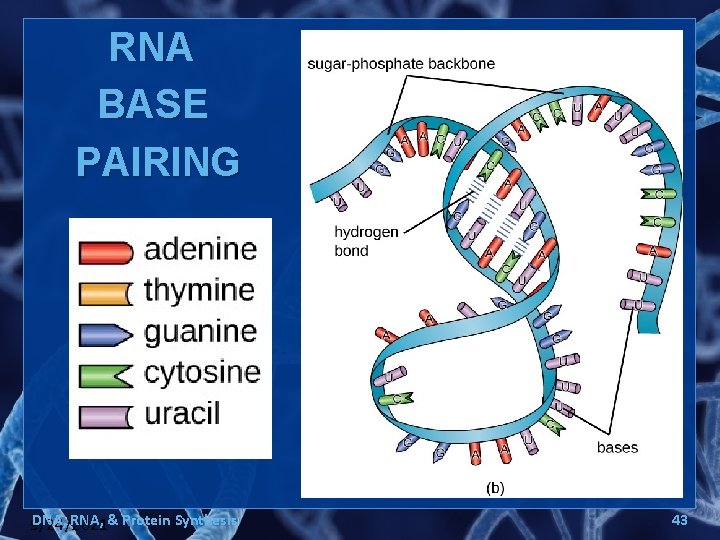 RNA BASE PAIRING DNA, RNA, & Protein Synthesis 9/24/2021 43 