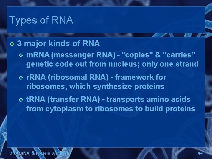 Types of RNA v 3 major kinds of RNA v m. RNA (messenger RNA)