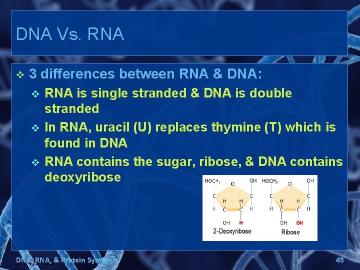 DNA Vs. RNA v 3 differences between RNA & DNA: v v v RNA