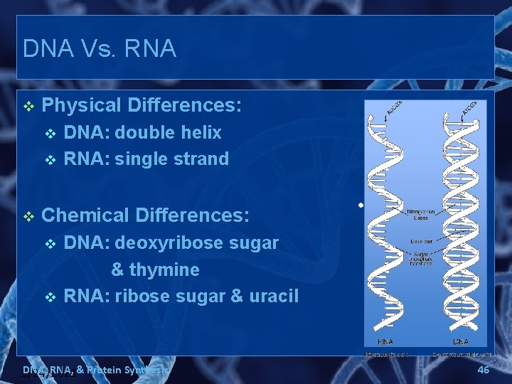 DNA Vs. RNA v Physical Differences: v v v DNA: double helix RNA: single