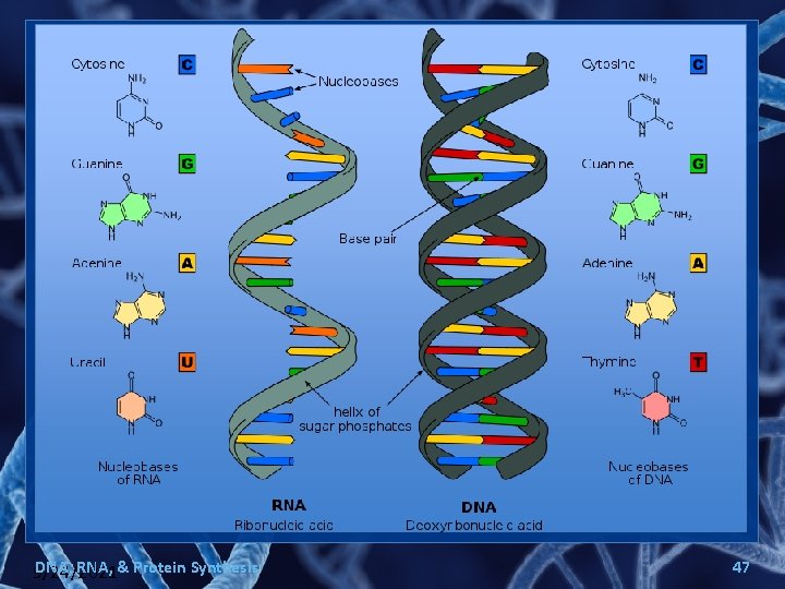 DNA, RNA, & Protein Synthesis 9/24/2021 47 